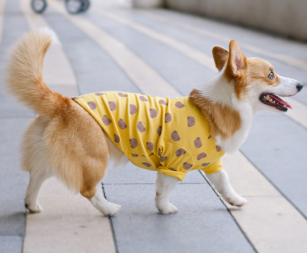 BEAR YELLOW ( เสื้อน้องหมาน้องเเมว ) - Image 2